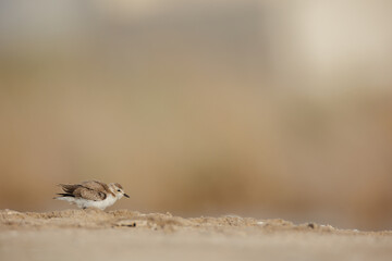 Kentish plover isolated against blur background.
