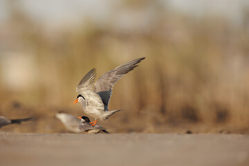 White cheeked tern pair perched on the ground performing mating ritual
