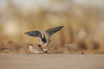 White cheeked tern pair perched on the ground performing mating ritual