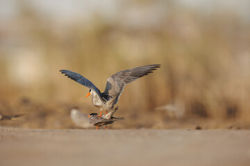 White cheeked tern pair perched on the ground performing mating ritual