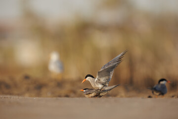 White cheeked tern pair perched on the ground performing mating ritual