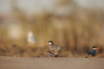 White cheeked tern pair perched on the ground performing mating ritual
