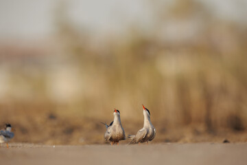 White cheeked tern pair perched on the ground performing mating ritual
