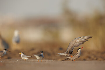 White cheeked tern pair perched on the ground performing mating ritual