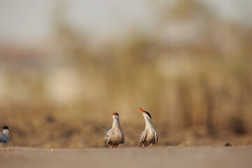 White cheeked tern pair perched on the ground performing mating ritual