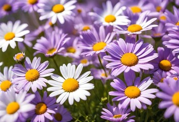 Purple Daisy Flowers in Bright Sunny Day. Fresh Chamomile Field.
