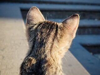 kitten looking in opposite direction