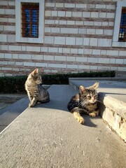 Photo of cute kitten sister cats