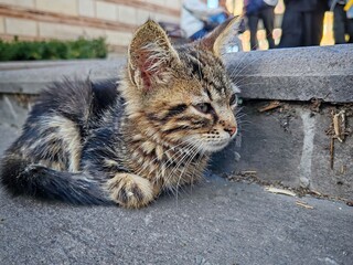 photo of a cute kitten napping