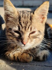 close-up photo of a cute kitten napping