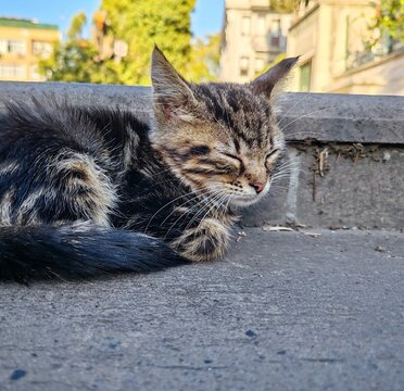 photo of a cute kitten napping