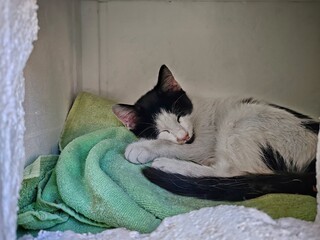 cat sleeping in its nest made of styrofoam