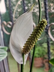 White Spatiphyllum flower photo