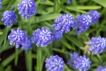 Muscari Armeniacum or Blue Grape Hyacinth