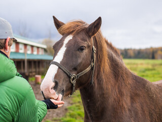 Fototapeta premium guy feeding a horse a treat from his hand on a farm