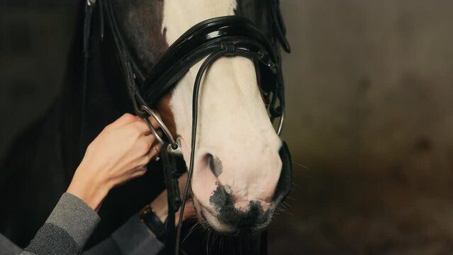 Equestrian routine: Blonde woman putting on bridle for her horse