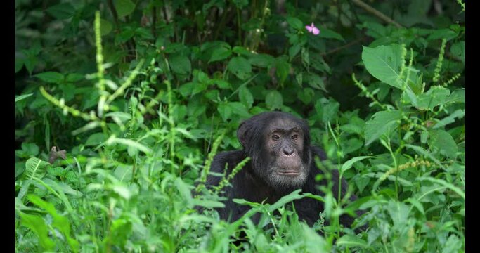 Group of chimpanzee in Kibale national forest. Rare chimp in the forest. Safari in Uganda. 