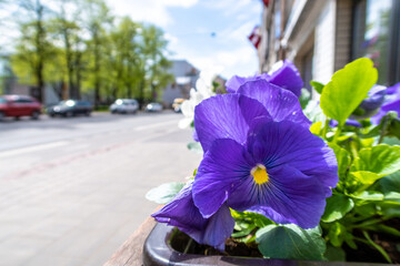 Close up photo of Viola tricolor flower on a city street, with five cars and trees in the blurry...