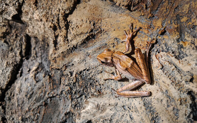 Close-up of Common Tree Frog sitting on the stone surface