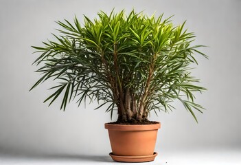 bamboo palm in a pot 