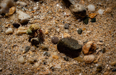 Bernard-l'ermite sur la plage caché derrière les grottes d'Ibaruma Sabichi, Ishigaki, Okinawa, Japon