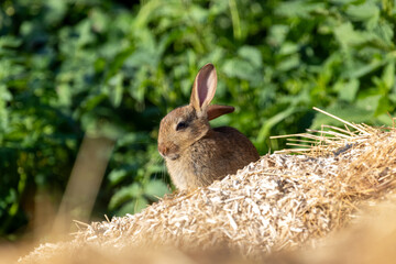 sunny bunny bather