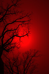 Leafless Oak tree branches silhouette. Black and red. Natural oak tree branches silhouette on a red background. Silhouettes of a dark gloomy forest with textured trees. Gothic background. 