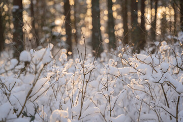 Winter landscape during the golden hour. Landscape with snowy bushes in the foreground. Bokeh background.