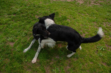 Brother and sister black and white border collies playing and wrestling together on the grass during the summer