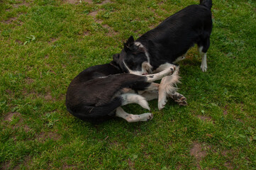 Brother and sister black and white border collies playing and wrestling together on the grass during the summer