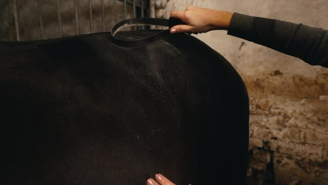 Horse care routine: Equestrian lady tending to horse in barn