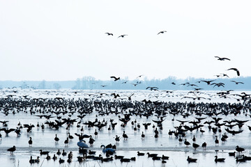 Ducks at Lake Balaton in wintertime