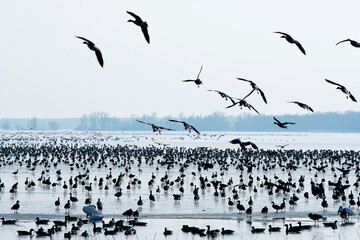 Ducks at Lake Balaton in wintertime, Hungary