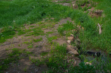 A black and white border collie playing in a muddy puddle of water