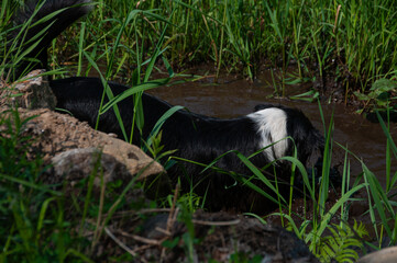 Obraz na płótnie Canvas A black and white border collie playing in a muddy puddle of water
