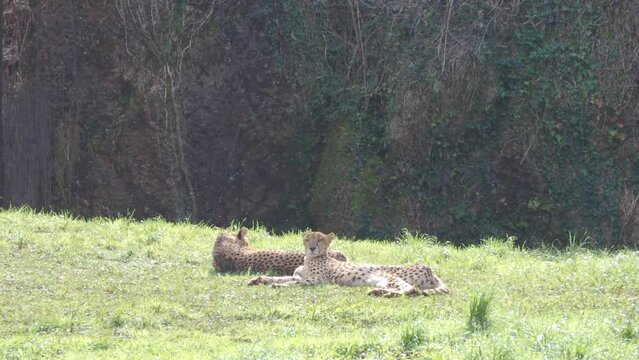 DOS GUEPARDOS TUMBADOS AL SOL
