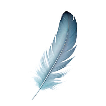 Blue bird feather on white or transparent background