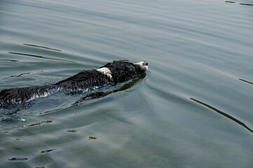A black and white border collie swimming in a lake during the summer