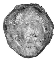 log slice in black and white