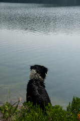 A border collie sitting by the lake on a sunny summer day