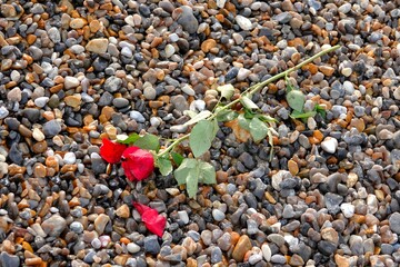 Une rose rouge d&eacute;pos&eacute;e sur une plage de galets	