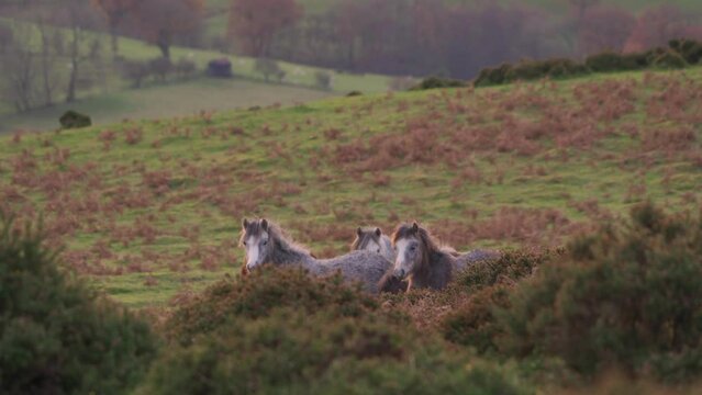 Wild ponies on the Long Mynd in Shropshire looking at the camera inquisitively 