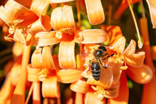 A western honey bee or European honey bee (Apis mellifera) is polinizing and collecting nectar from a pyrostegia venusta, also commonly known as flamevine or orange trumpet vine