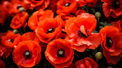 Close-up of Scarlet Poppies in Full Bloom
