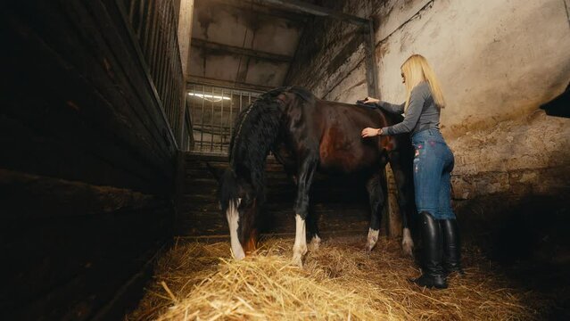 Horse care routine by female equestrian in a stable setting