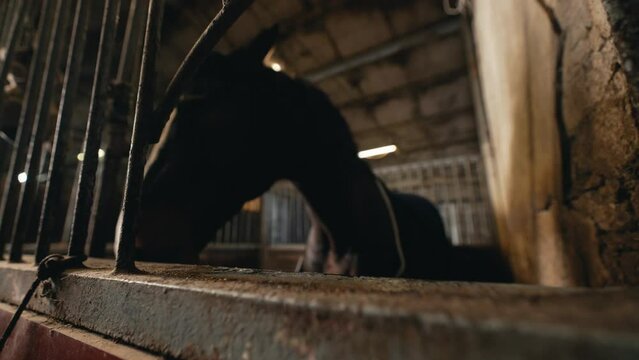 Hues of the stable environment illuminated as a horse licks rust, showcased in a close wide-angle perspective