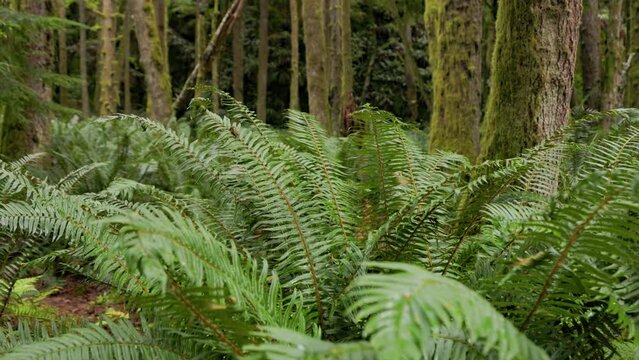 Lush green ferns in coastal rainforest, West Coast, ecosystem, nature, British Columbia, Vancouver Island. 4K 24FPS