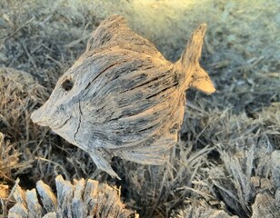 POISSON BOIS FLOTTÉ 3