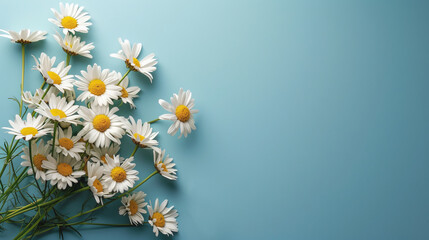 Garden daisy flowers on blue background. Top view with copy space