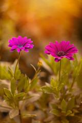 Osteospermum, różowe kwiaty w ogrodzie © anettastar